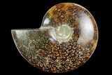 Polished Ammonite (Cleoniceras) Fossil - Madagascar #127225-1
